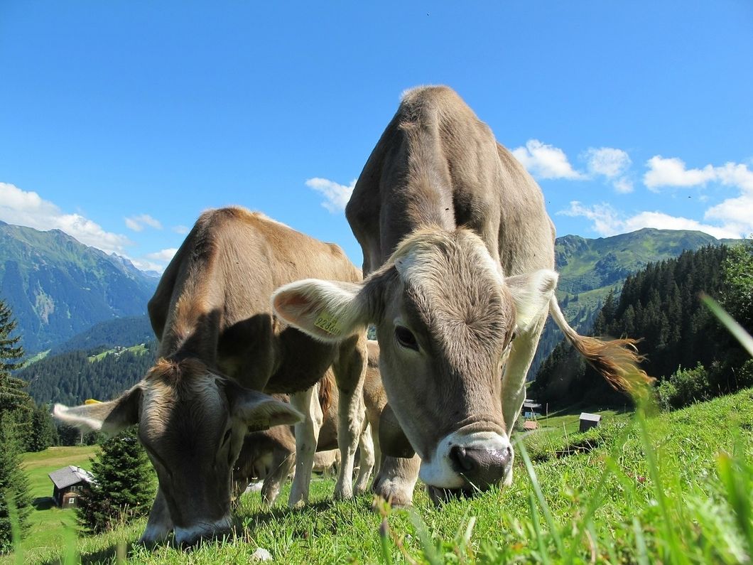 https://pixabay.com/photos/cows-austria-pasture-landscape-203460/
