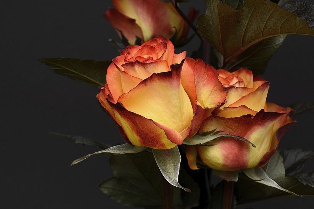 https://pixabay.com/photos/rose-flower-petal-floral-noble-3063284/