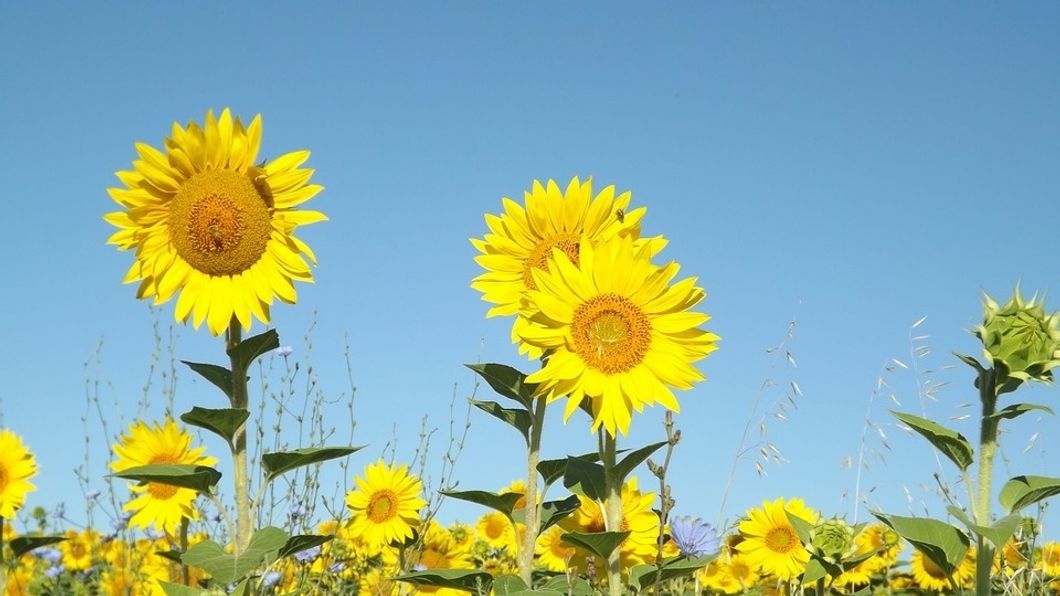 https://pixabay.com/photos/summer-sunflowers-field-flowers-1023065/