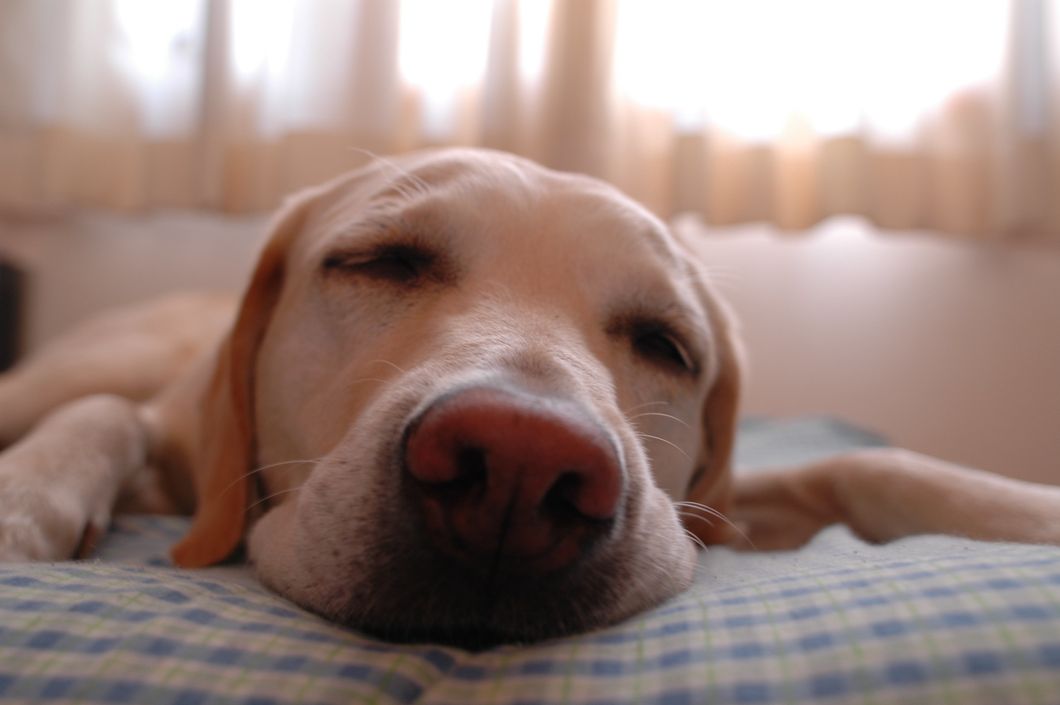 https://upload.wikimedia.org/wikipedia/commons/1/17/Dog.in.sleep.jpg