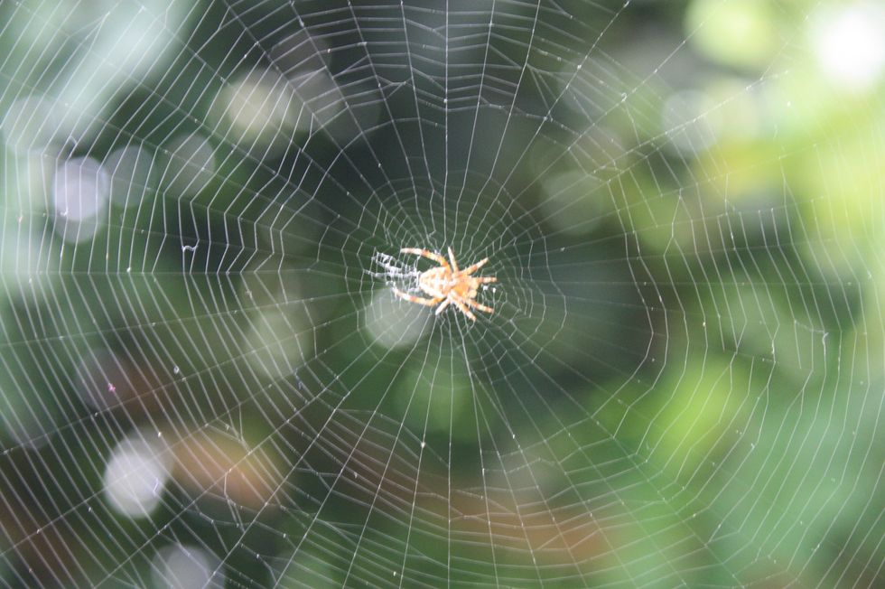 https://upload.wikimedia.org/wikipedia/commons/2/24/A_classic_circular_form_spider%27s_web.jpg