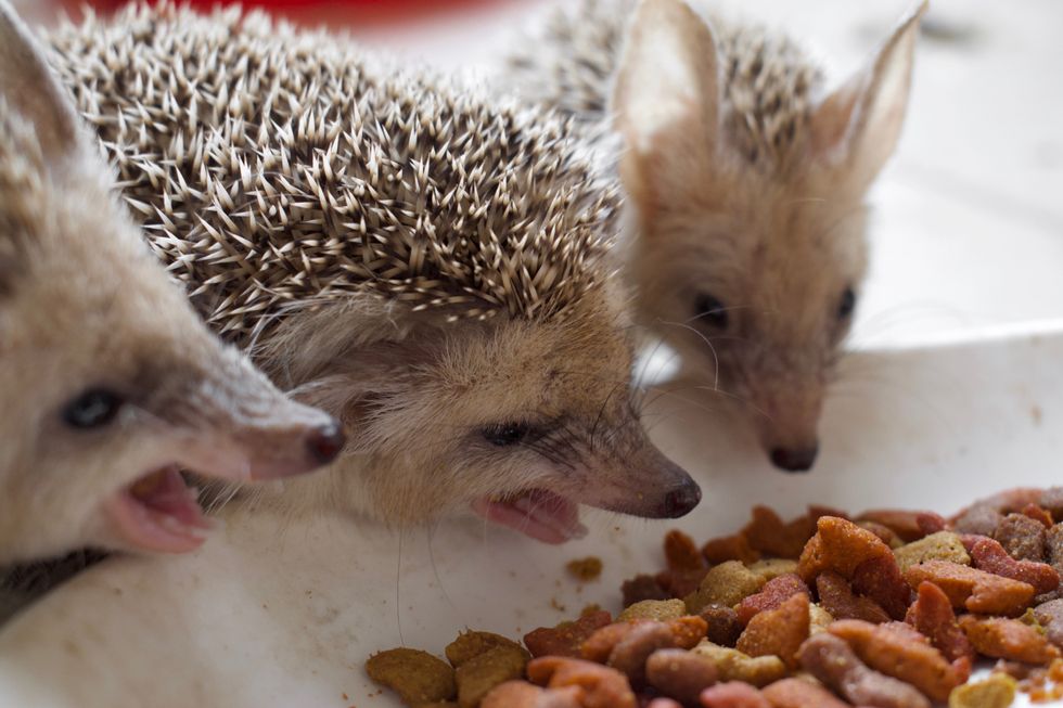 https://upload.wikimedia.org/wikipedia/commons/7/70/Pet_Paraechinus_aethiopicus_%28Desert_Hedgehog%29_from_the_Kurdistan_Region_of_Iraq%2C_at_lunchtime_07.jpg