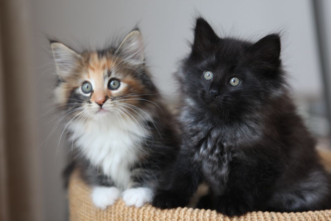 https://upload.wikimedia.org/wikipedia/commons/9/91/2_Kittens.jpg