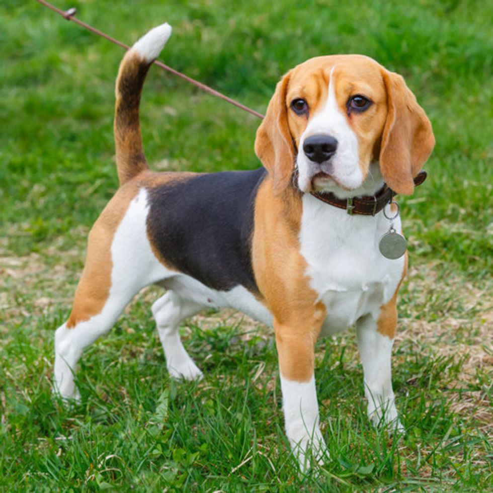 https://www.101dogbreeds.com/wp-content/uploads/2018/11/Pictures-of-Beagles.jpg