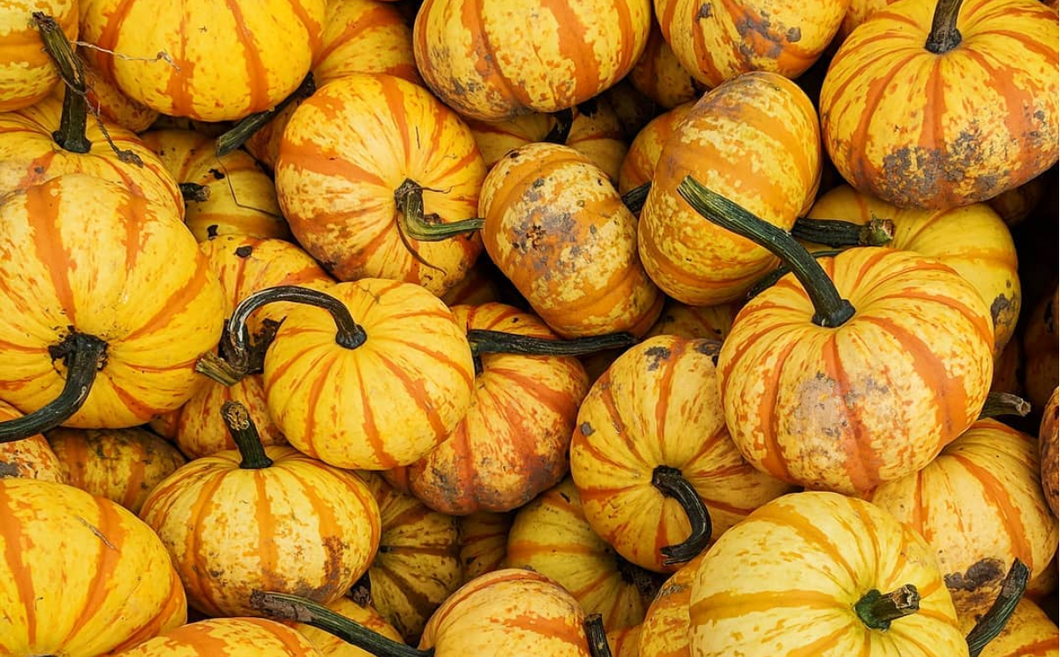 https://www.instagram.com/p/Bo69RNdnNtW/?hl=en&tagged=pumpkins