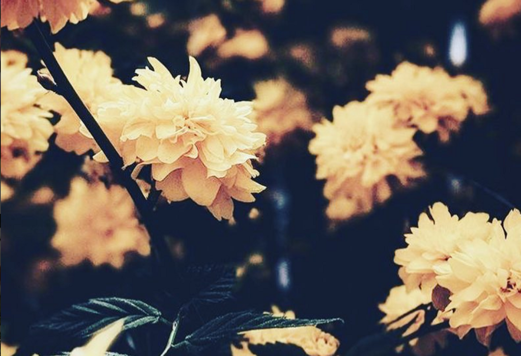 https://www.instagram.com/p/Bpf0vC-nXVn/?tagged=flowers