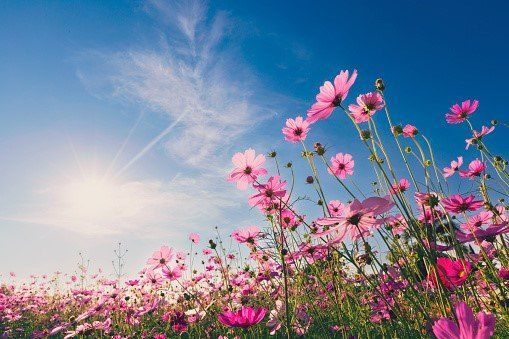 https://www.istockphoto.com/photo/natural-view-cosmos-filed-and-sunset-on-garden-background-gm1394440950-449919045?utm_source=unsplash&utm_medium=affiliate&utm_campaign=srp_photos_top&utm_content=https%3A%2F%2Funsplash.com%2Fs%2Fphotos%2Fspring&utm_term=spring%3A%3A%3A