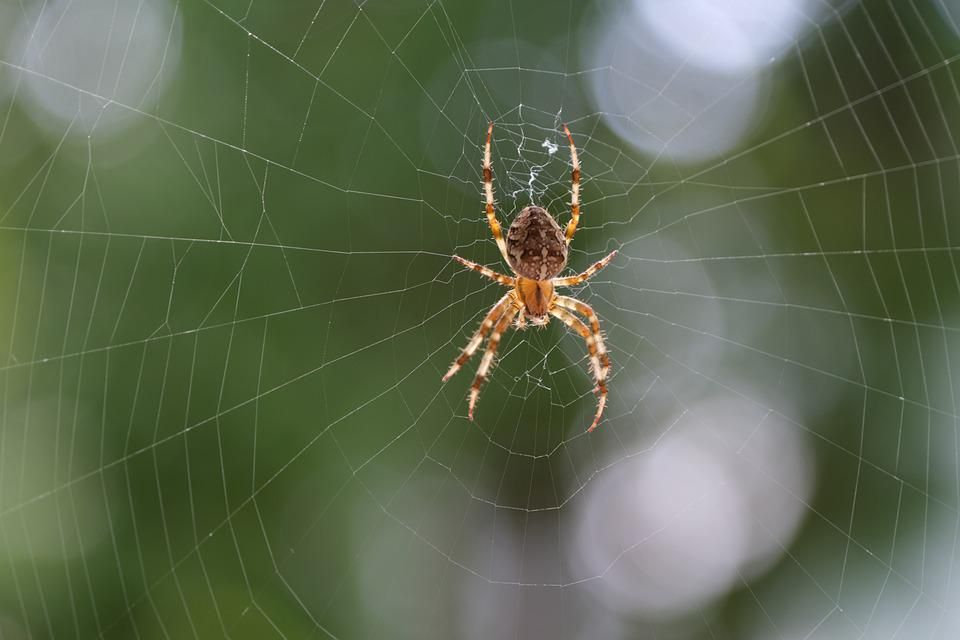 https://www.maxpixel.net/Araneus-Arachnid-Insect-Spider-Web-Spider-Close-Up-6672440