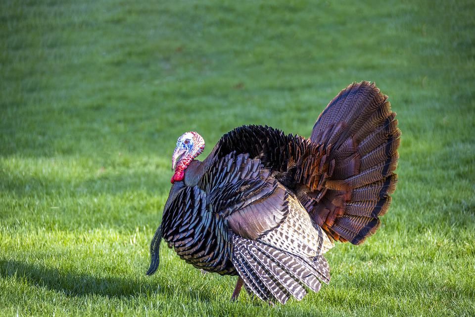 https://www.maxpixel.net/Turkey-Wildlife-Bird-Wild-Turkey-Large-Turkey-6202055