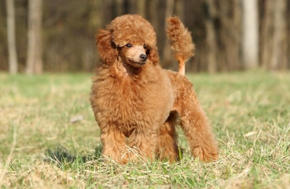 https://www.pawculture.com/breed-basics/dog-breeds/miniature-poodle/