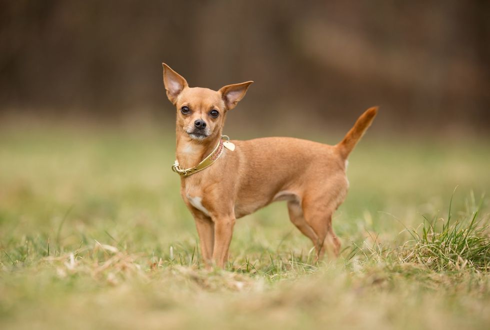 https://www.pets4homes.co.uk/dog-breeds/chihuahua/