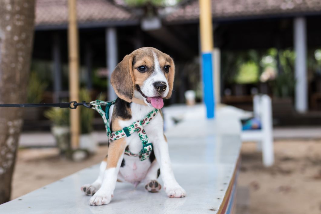 https://www.pexels.com/photo/adorable-animal-animal-photography-beagle-452772/
