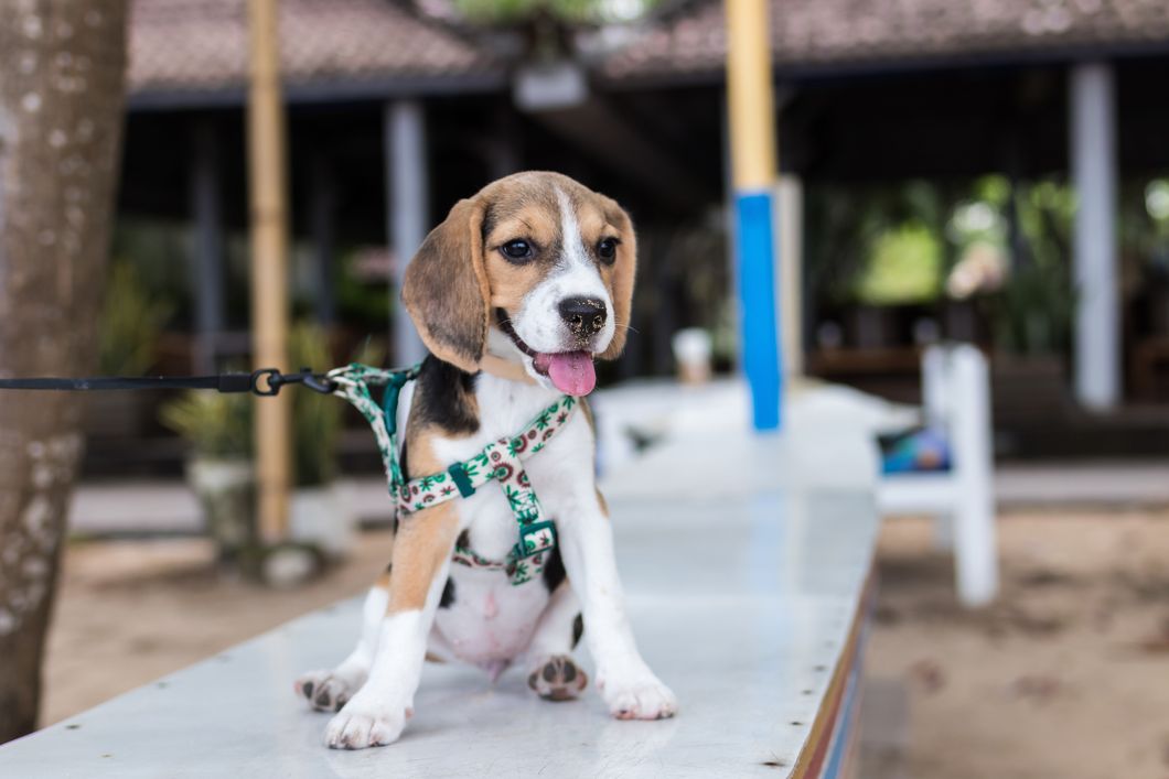 https://www.pexels.com/photo/adorable-animal-animal-photography-beagle-452772/