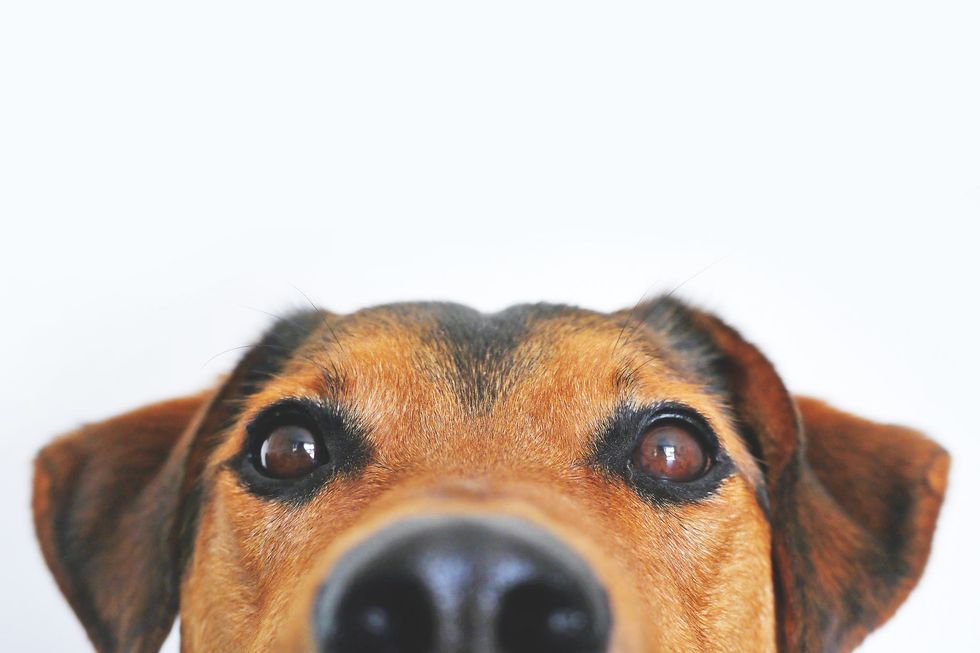 https://www.pexels.com/photo/adorable-blur-breed-close-up-406014/