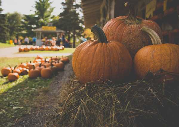 https://www.pexels.com/photo/agriculture-blur-close-up-depth-of-field-594584/