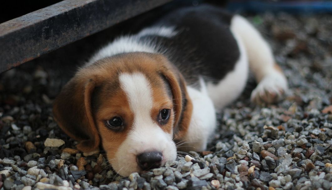 https://www.pexels.com/photo/animal-beagle-canine-close-up-460823/