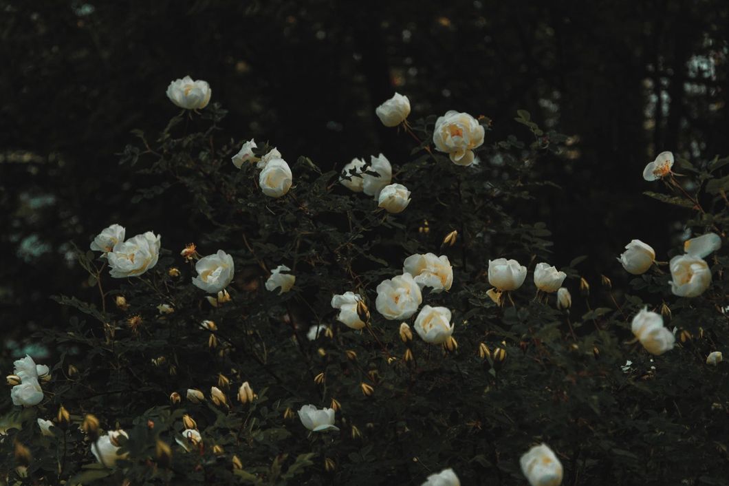 https://www.pexels.com/photo/bed-of-white-petaled-flowers-1122628/