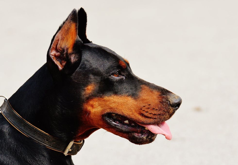 https://www.pexels.com/photo/black-and-tan-doberman-pinscher-89781/
