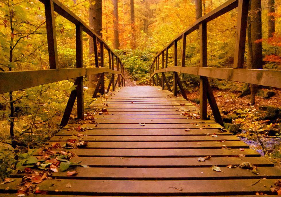https://www.pexels.com/photo/brown-wooden-bridge-in-the-forest-638481/