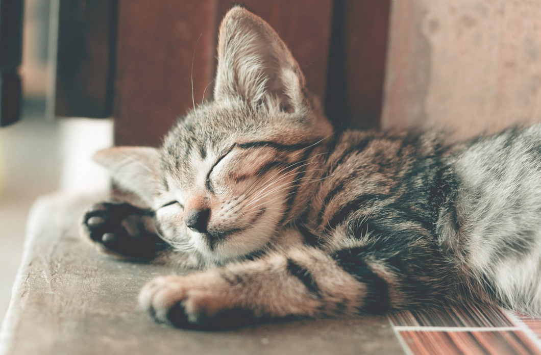 https://www.pexels.com/photo/close-up-photography-of-sleeping-tabby-cat-1056251/