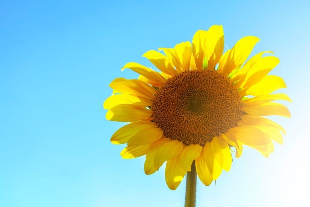 https://www.pexels.com/photo/closeup-photo-of-sunflowers-1234064/