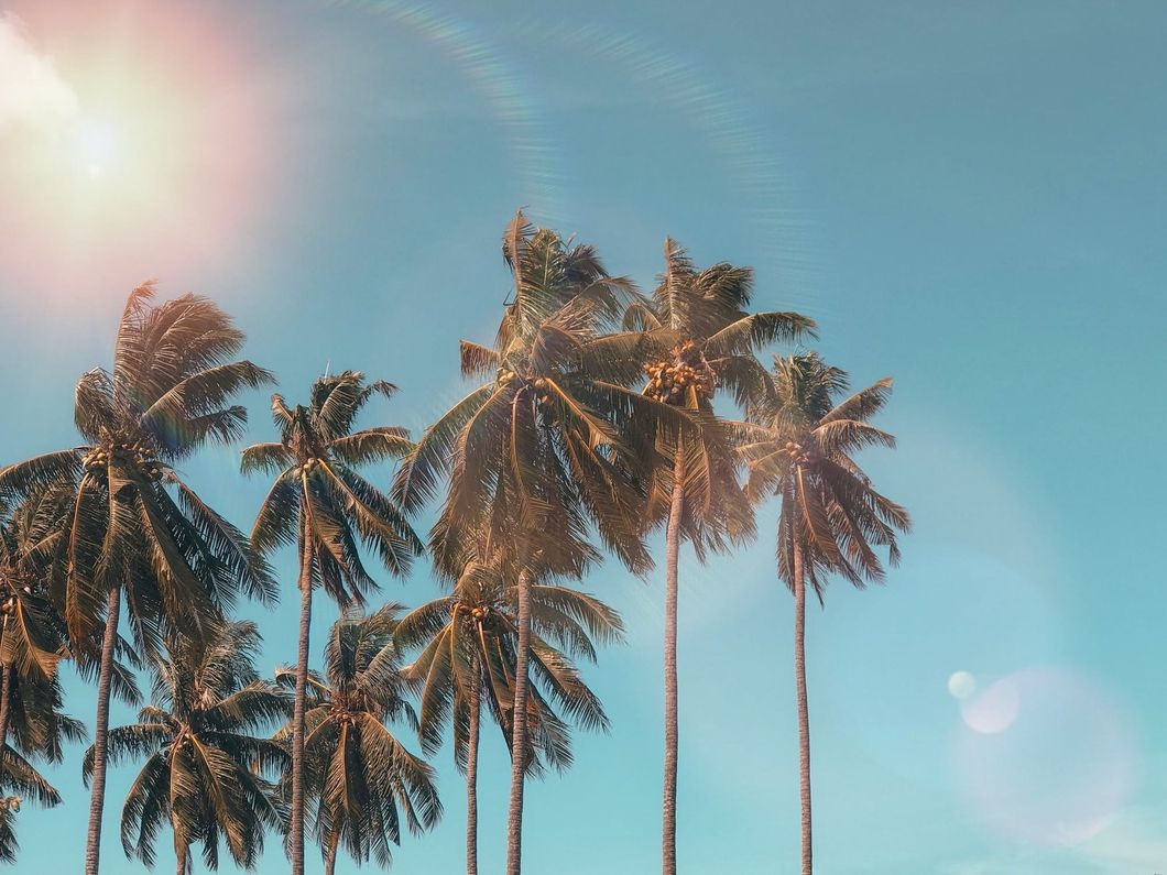 https://www.pexels.com/photo/coconut-dawn-daylight-exotic-1152359/
