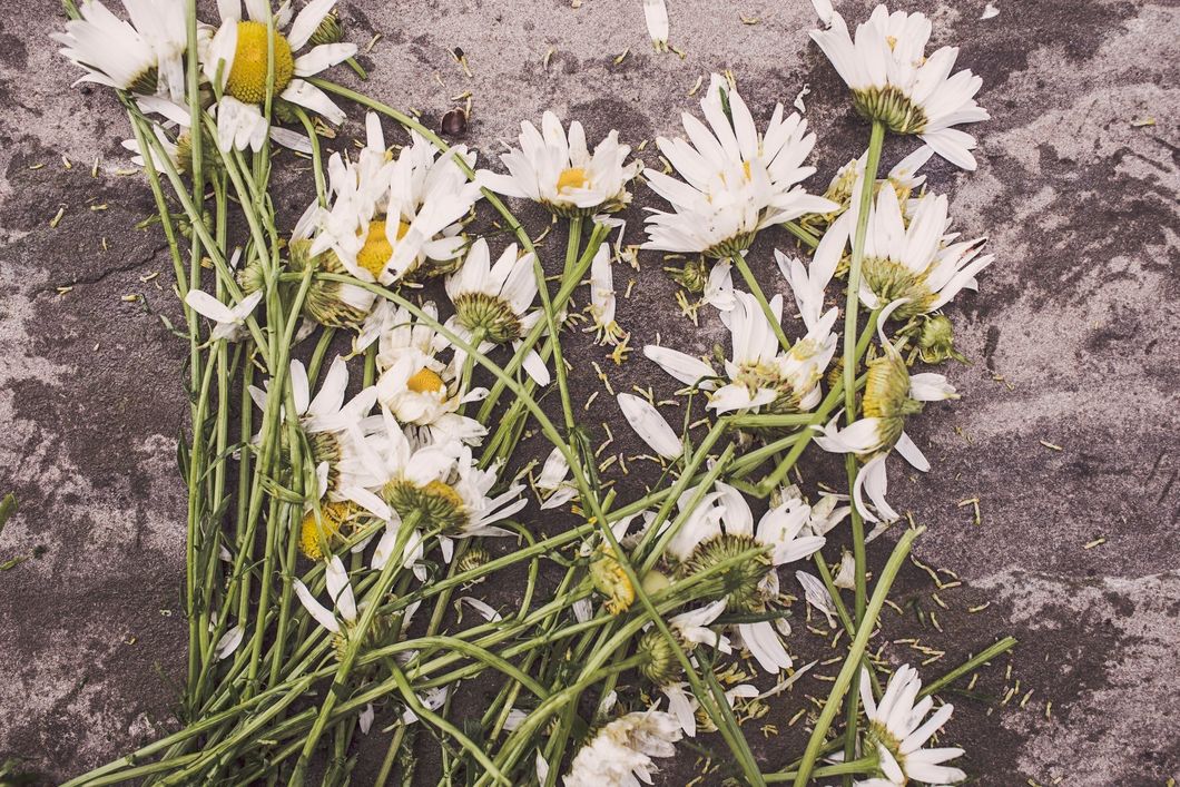 https://www.pexels.com/photo/flowers-marguerites-destroyed-dead-2009/
