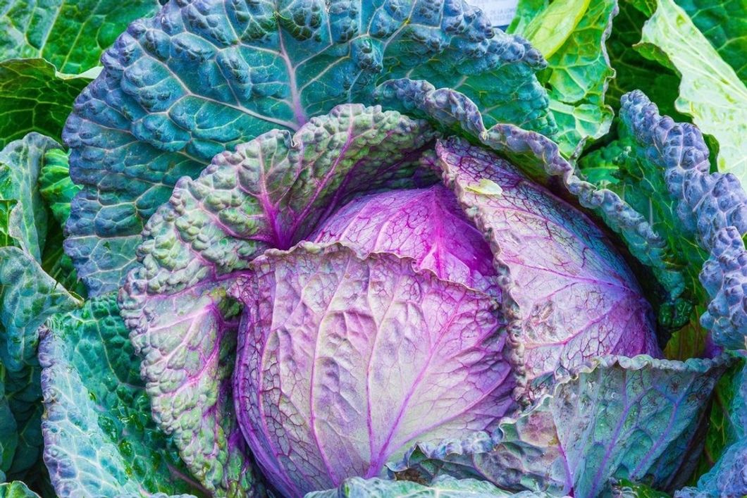 https://www.pexels.com/photo/food-healthy-vegetables-cabbage-33315/