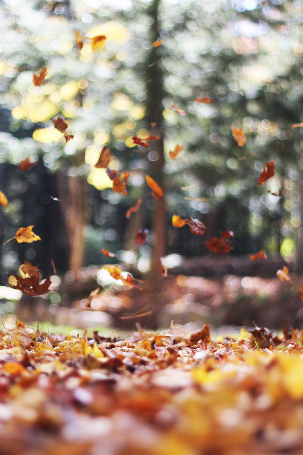 https://www.pexels.com/photo/forest-meadow-leaves-autumn-380/