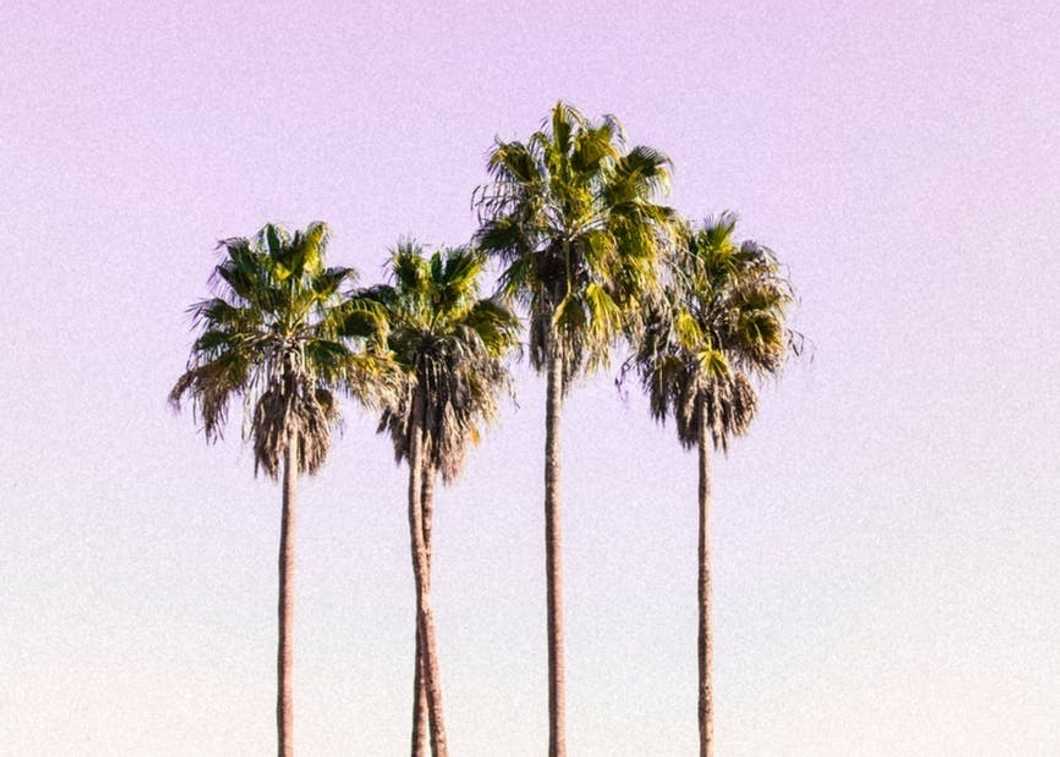 https://www.pexels.com/photo/landscape-photography-of-four-coconut-trees-364100/