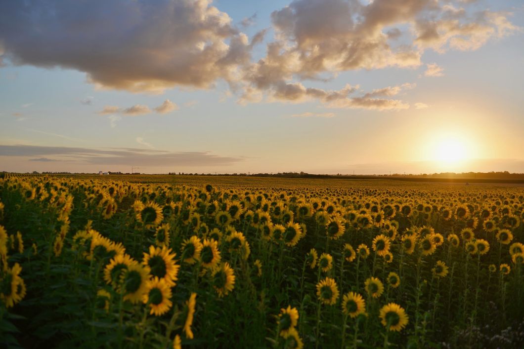 https://www.pexels.com/photo/landscape-photography-of-sunflower-field-during-sunset-849403/