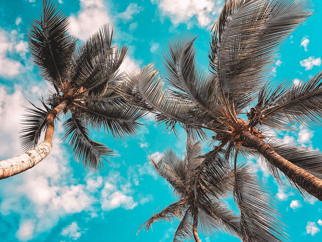 https://www.pexels.com/photo/low-angle-photo-of-coconut-trees-2090645/
