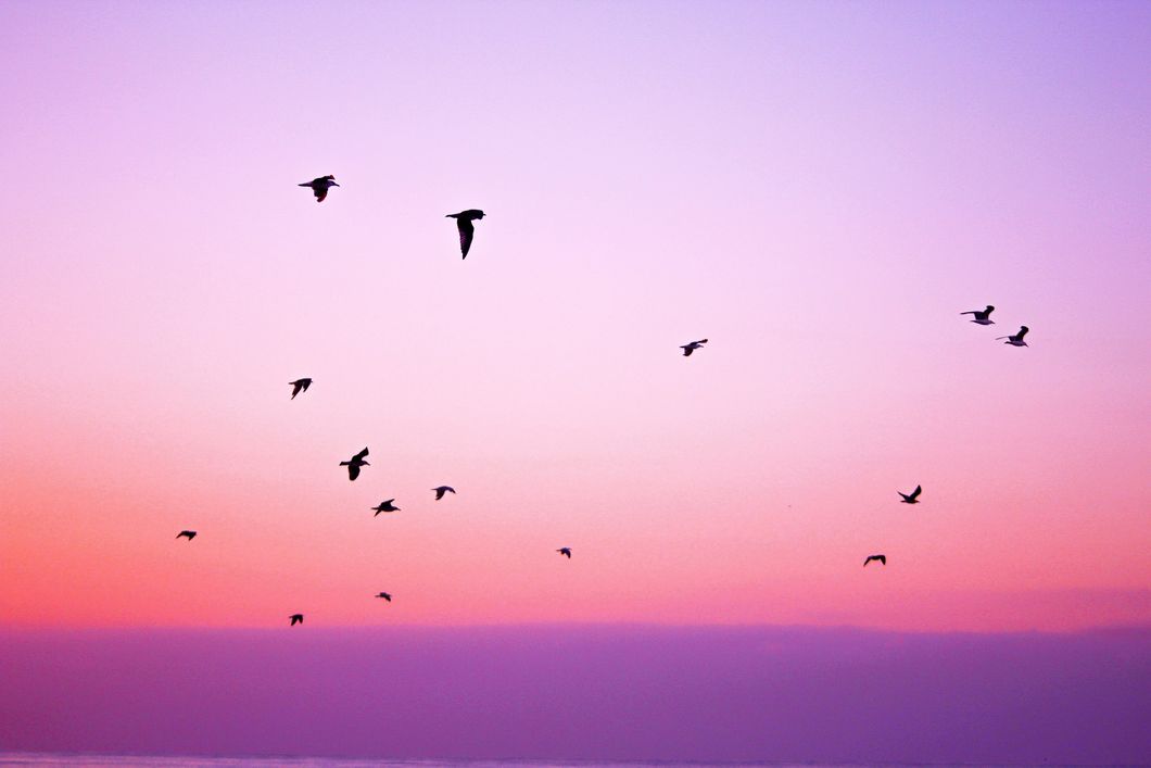 https://www.pexels.com/photo/nature-sky-bird-animals-21261/