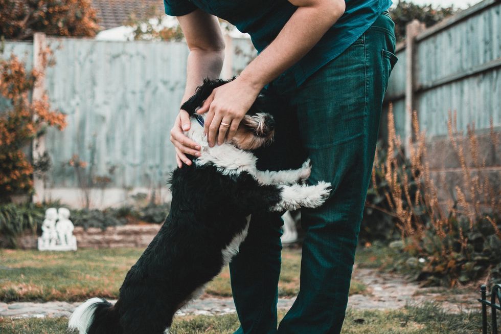 https://www.pexels.com/photo/person-holding-black-and-white-dog-1453479/