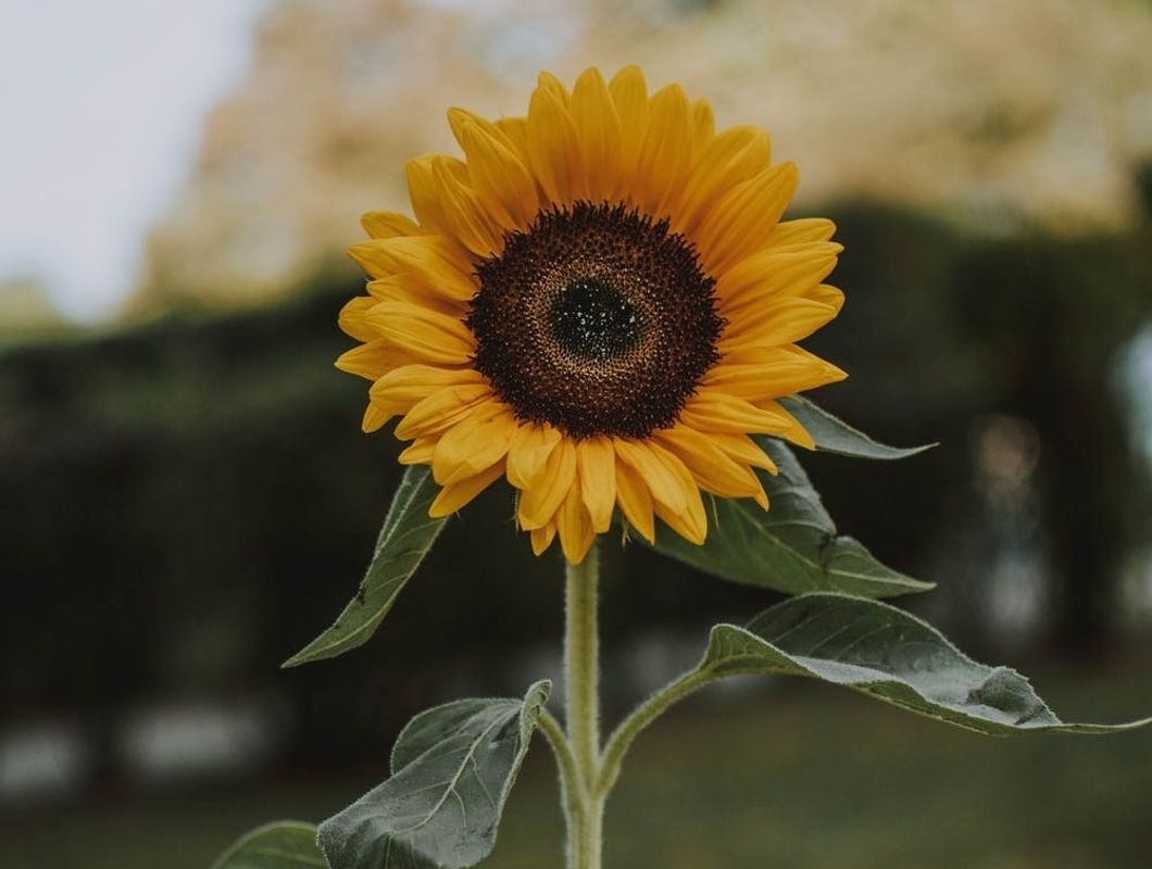 https://www.pexels.com/photo/person-holding-yellow-sunflower-1624076/