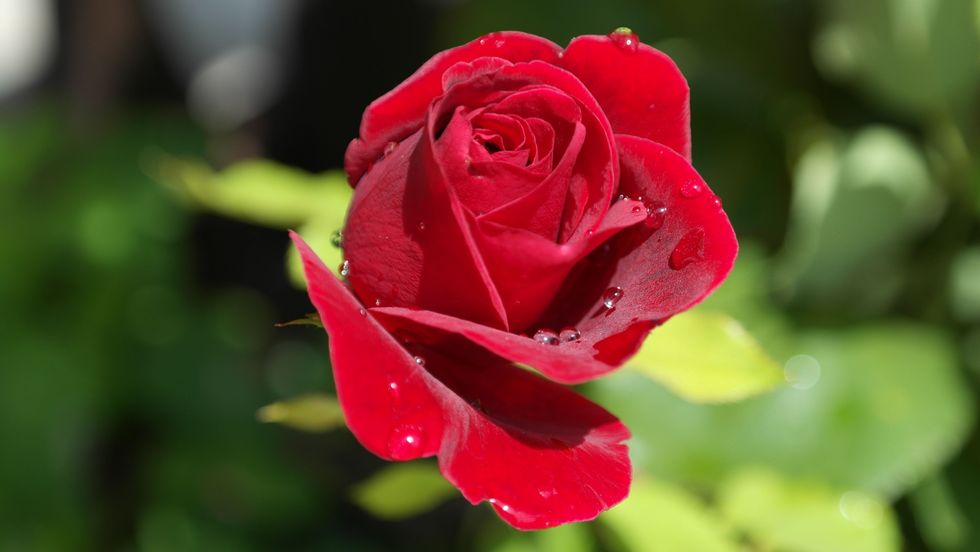 https://www.pexels.com/photo/red-love-garden-plant-40502/