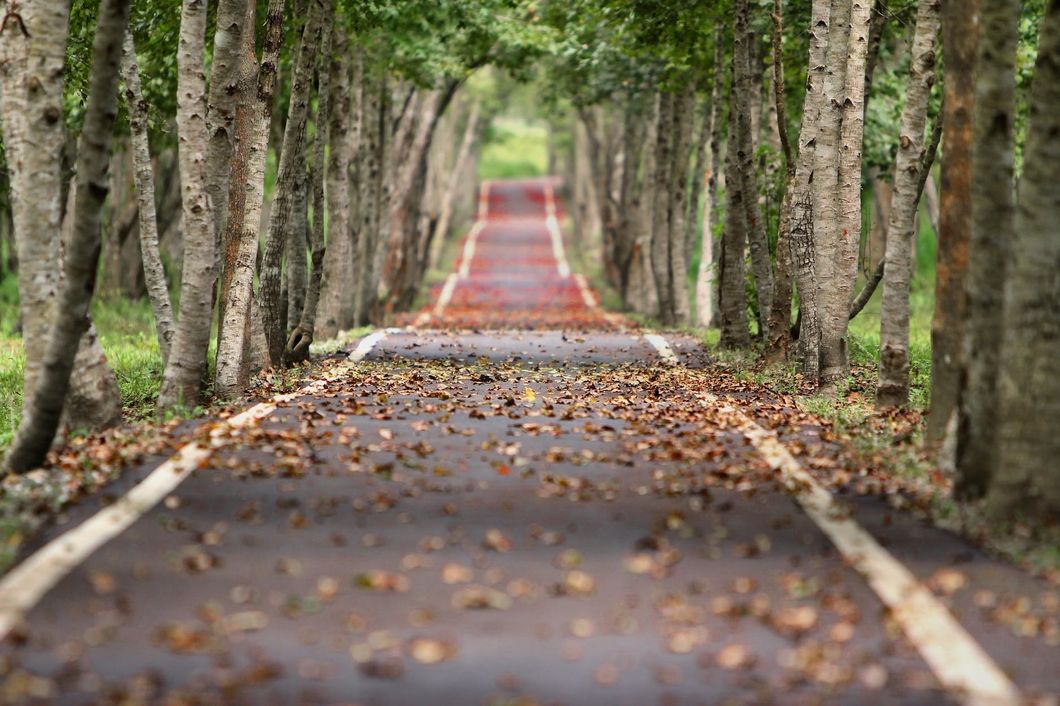 https://www.pexels.com/photo/road-nature-trees-branches-38537/