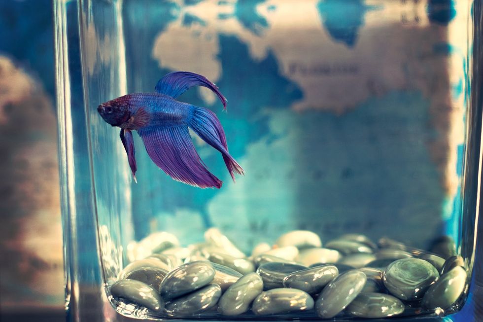 https://www.pexels.com/photo/selective-focis-photo-of-blue-betta-fish-942295/