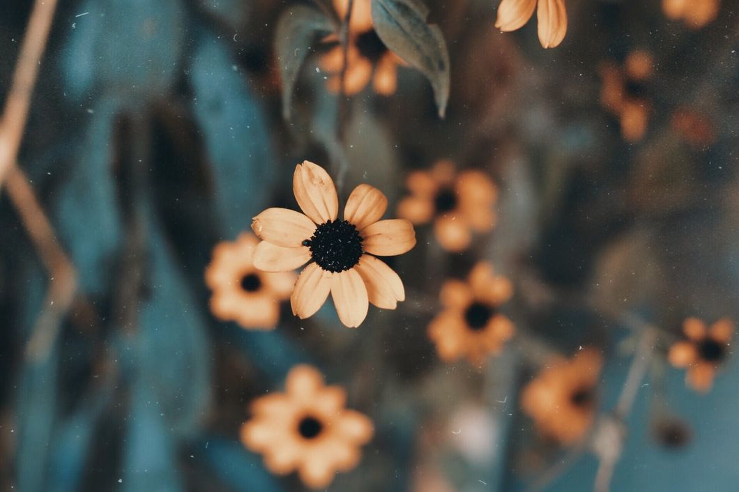 https://www.pexels.com/photo/shallow-focus-photography-of-yellow-black-eyed-susan-flower-1470812/
