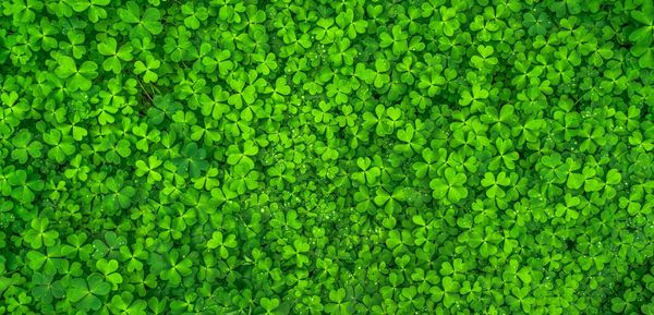 https://www.pexels.com/photo/top-view-photo-of-clover-leaves-158780/