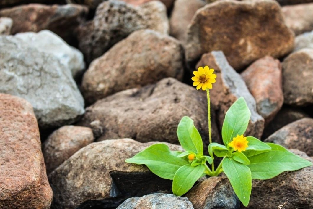 https://www.pexels.com/photo/two-yellow-flowers-surrounded-by-rocks-1028930/