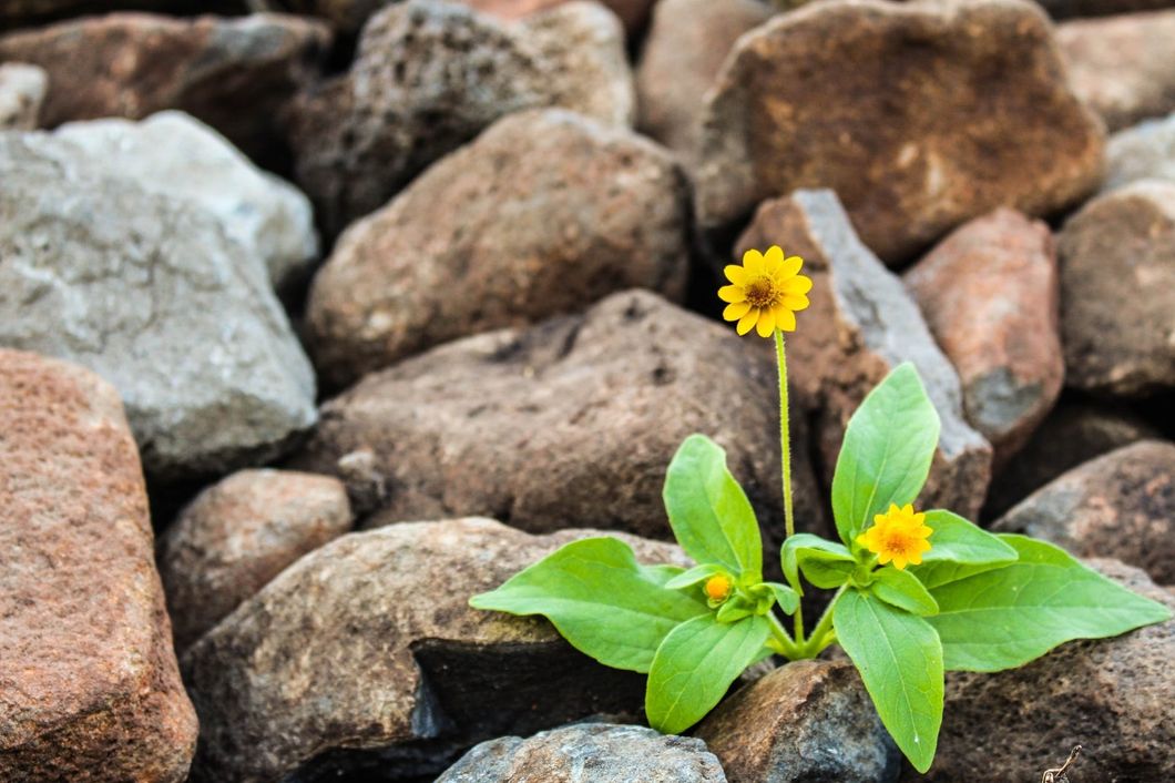 https://www.pexels.com/photo/two-yellow-flowers-surrounded-by-rocks-1028930/
