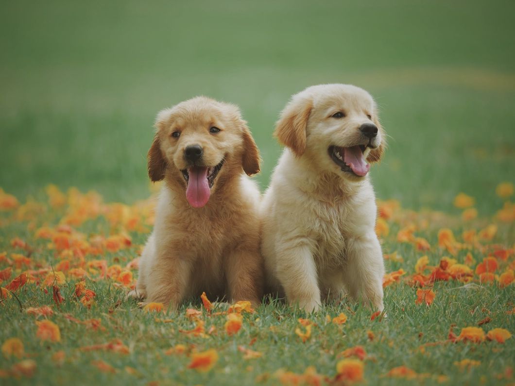 https://www.pexels.com/photo/two-yellow-labrador-retriever-puppies-1108099/