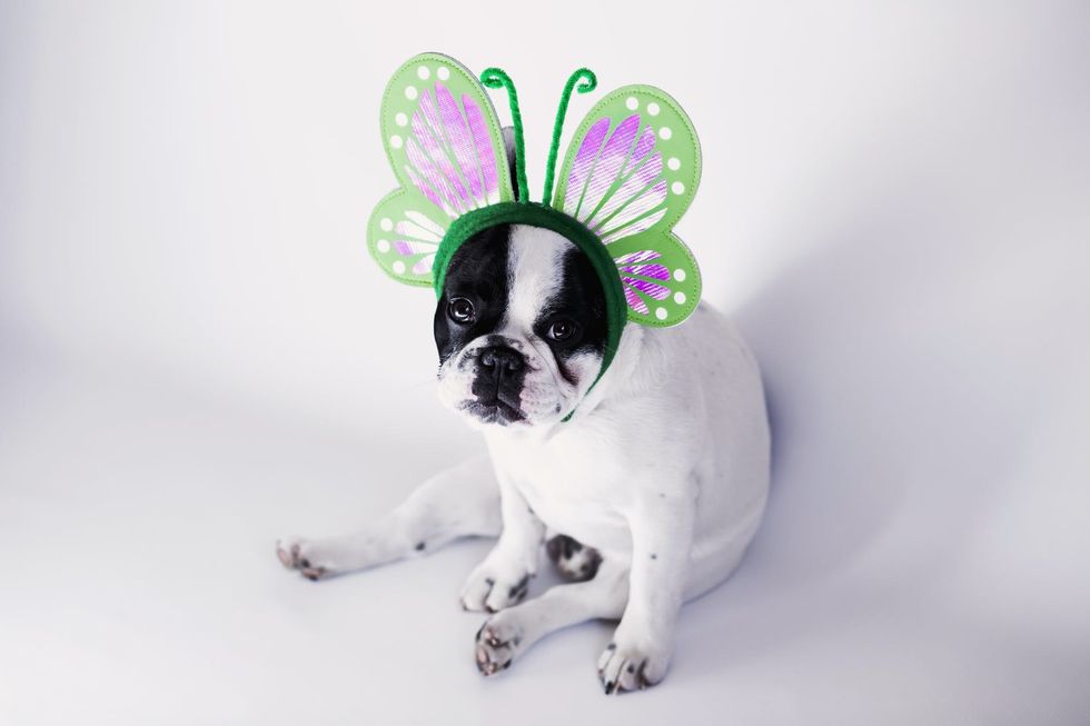 https://www.pexels.com/photo/white-and-black-short-coat-small-dog-wearing-a-green-butterfly-head-band-64658/
