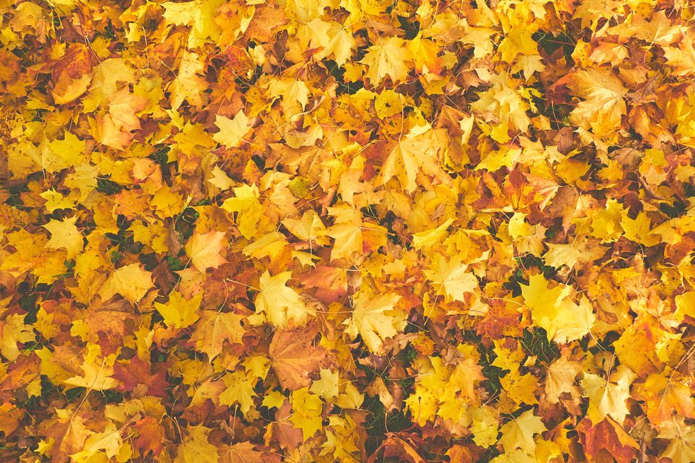 https://www.pexels.com/photo/yellow-dry-maple-756903/