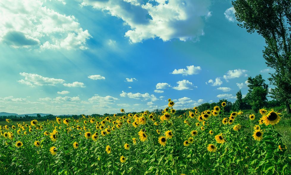 https://www.pexels.com/photo/yellow-sunflower-field-under-blue-and-white-sky-189848/