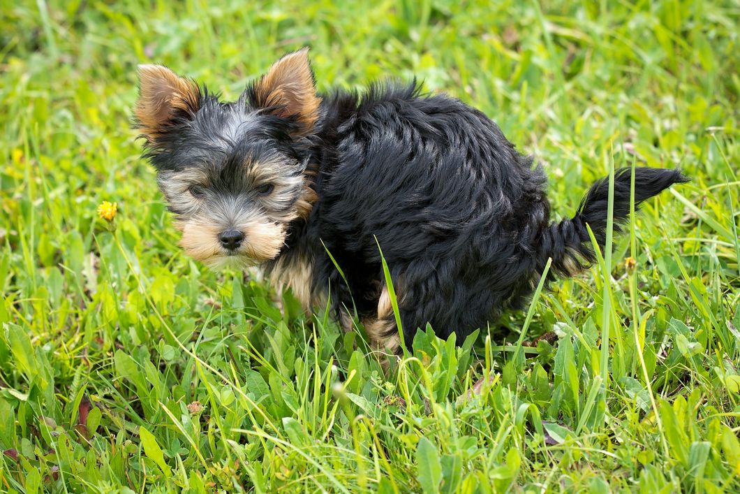 https://www.pexels.com/photo/yorkshire-terrier-puppy-on-green-grass-field-164492/