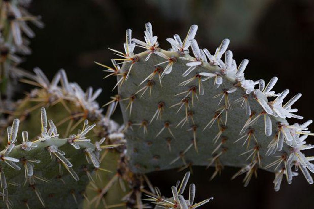 Ice clings to the spines of a prickly pear cactus.