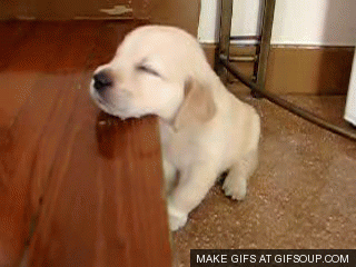 10 Dog GIFs to Make You Smile - Chelsea Dogs Blog