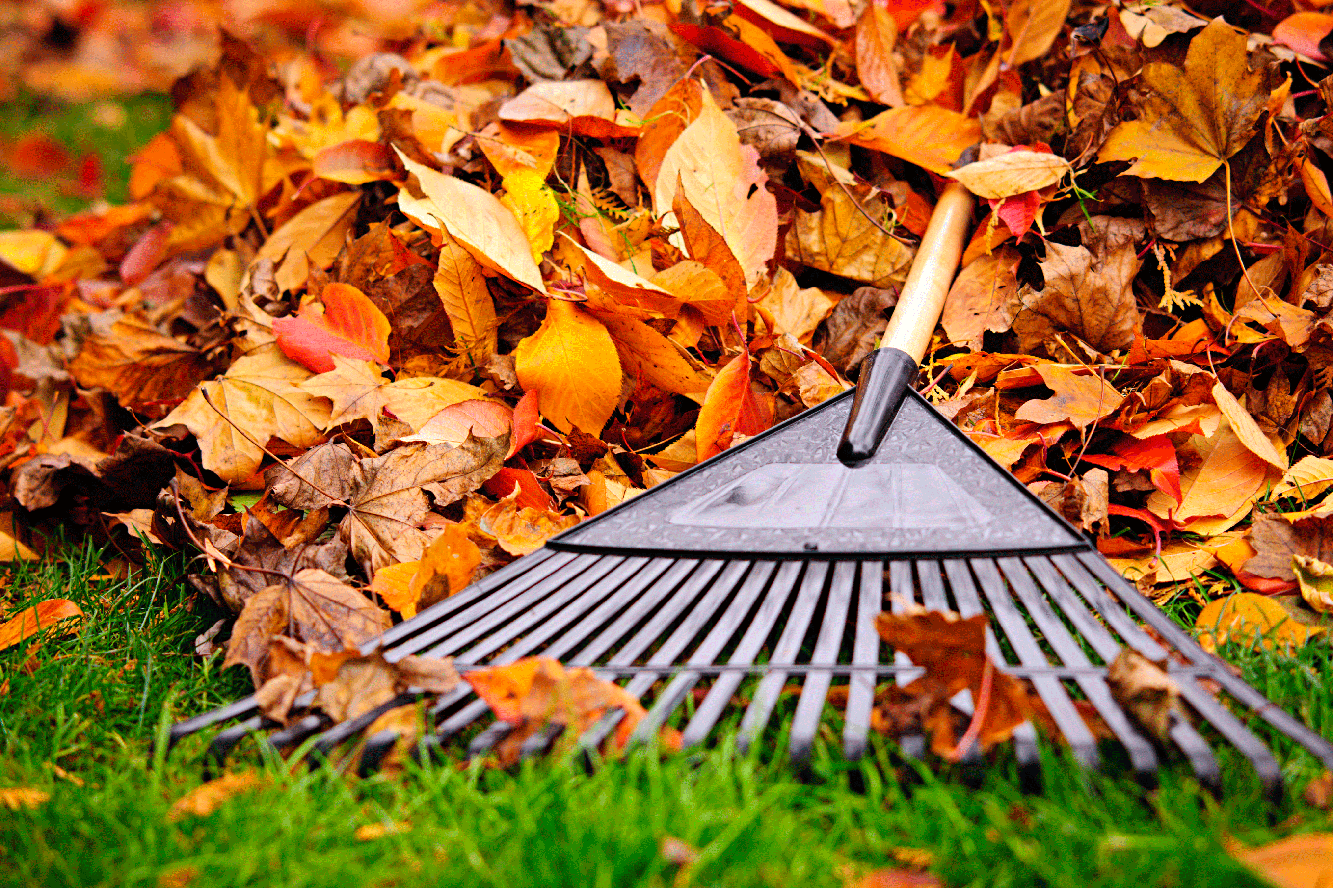 Raking Leaves Is A Character-Building Exercise